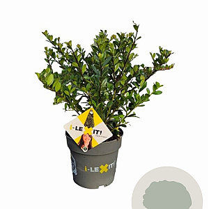 Ilex crenata Dark Green 15-20 cm C1 struik potgekweekt