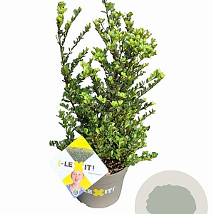 Ilex crenata Dark Green 20 cm op 2,0L struik potgekweekt