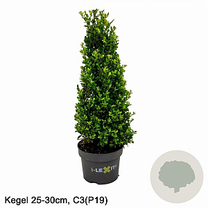 Ilex crenata Dark Green 25-30 cm 3,0L kegel potgekweekt