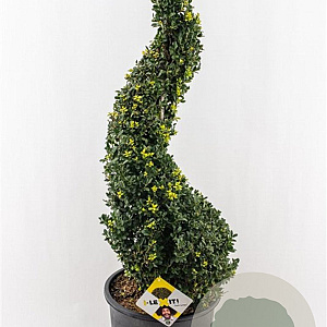 Ilex crenata Dark Green 90-100 cm 18L spiraal potgekweekt