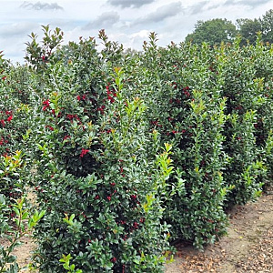 Ilex meserv. Blue Maid 160-180 cm draadkluit