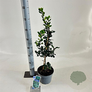 Ilex meserv. 'Blue Princess' 30-40 cm 3,0L