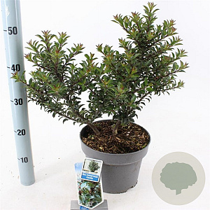 Ilex meserv. Gentle 30-40 cm 5,0L