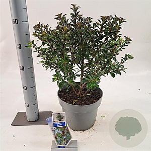 Ilex meserv. Gentle 30-40 cm 5,0L