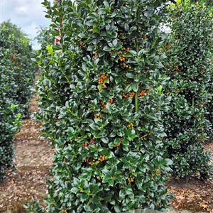 Ilex meserv. Heckenfee 160-180 cm draadkluit