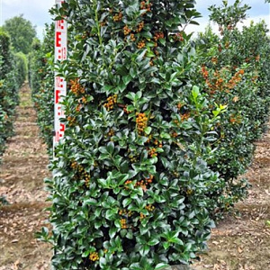 Ilex meserv. Heckenfee 160-180 cm draadkluit