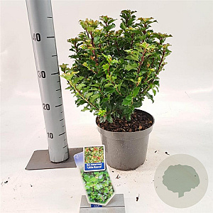 Ilex meserv. Little Rascal 20-25 cm 3,0L