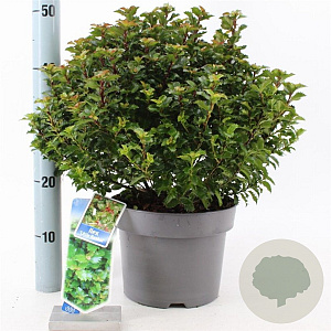 Ilex meserv. Little Rascal 30-40 cm 5,0L