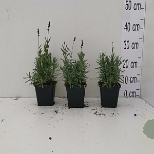 Lavandula ang. 'Hidcote' GM P9