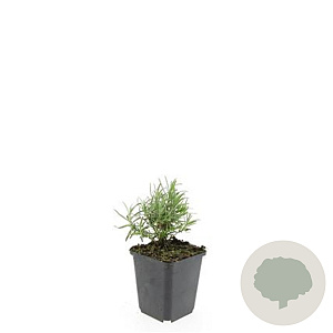 Lavandula ang. 'Hidcote' GM P9