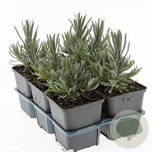 Lavandula ang. 'Munstead' GM P9