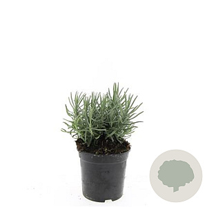 Lavandula ang. 'Munstead' GM C1.3