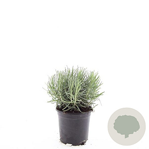 Lavandula ang. 'Munstead' GM C1.3