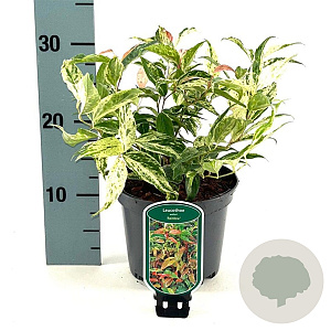 Leucothoe f. 'Rainbow' 25-30 cm 2,0L