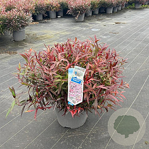 Leucothoe keiskei Burning Love 40-50 cm 15L