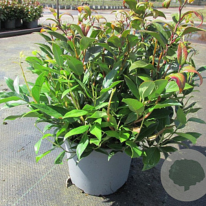 Leucothoe 'Zeblid' 25-30 cm 2,0L