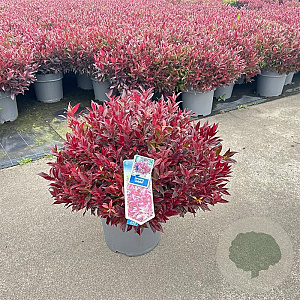 Leucothoe 'Zeblid' 40-50 cm 15L