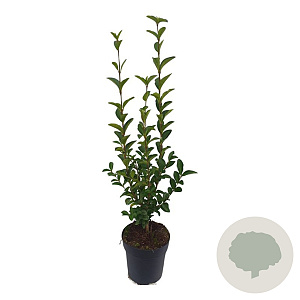 Ligustrum ovalifolium 60-80 cm 2,5L