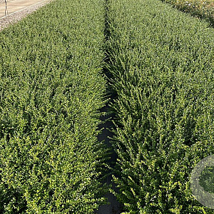 Lonicera nit. 'Elegant' 20-25 cm C1