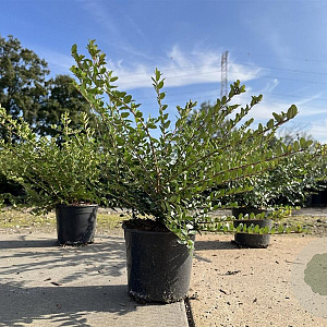 Lonicera nit. 'Elegant' 20-25 cm C1