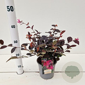 Loropetalum c. 'Fire Dance' 25-30 cm P15