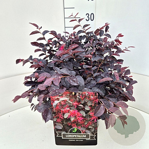 Loropetalum c. 'Pipa's Red' 35-40 cm 10L