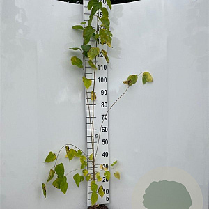 Morus alba 100-125 cm 2,0L