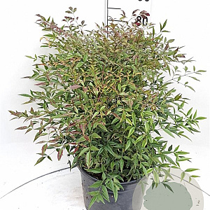 Nandina domestica 60-80 cm 20L