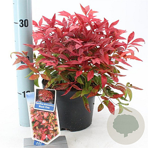 Nandina d. Blush Pink 20-25 cm 2,0L