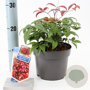 Nandina d. Blush Pink 20-25 cm 2,0L