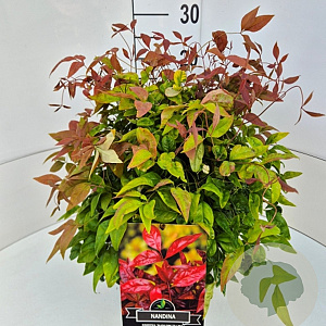 Nandina d. Blush Pink 30-40 cm 10L