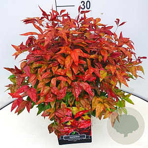Nandina d. Blush Pink 30-40 cm 10L