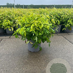 Nandina d. 'Firepower' 30-40 cm 3,0L