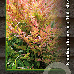 Nandina d. 'Gulf Stream' 25-30 cm 2,0L