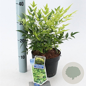 Nandina d. Magical Lemon & Lime 20-25 cm 2,0L