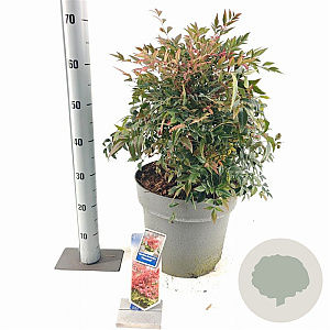 Nandina d. Obsessed 40-50 cm 15L