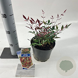 Nandina d. Red Light 20-25 cm 2,0L