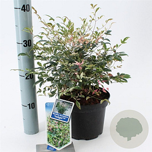 Nandina d. 'Twilight' 20-25 cm 2,0L