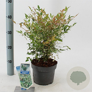 Nandina d. 'Twilight' 20-25 cm 2,0L