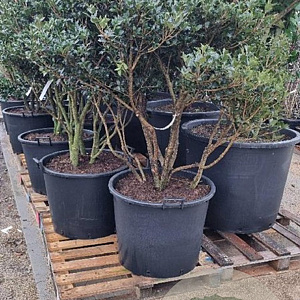 Osmanthus heterophyllus 150-175 cm cont. 130L najaarspotting