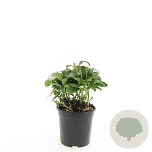 Pachysandra term. 'Green Carpet' GM C1.3