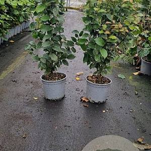Parrotia persica Persian Spire 40-60 cm 3,0L