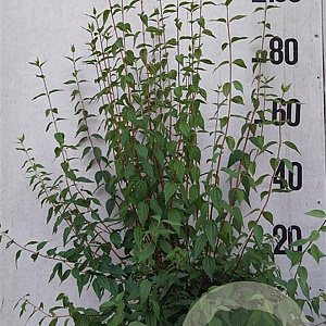 Philadelphus 'Lemoinei' 80-100 cm 10L