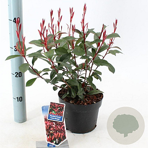 Photinia fraseri Carré Rouge 25-30 cm 2,0L