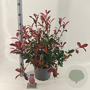 Photinia fraseri Carré Rouge 40-60 cm 10L