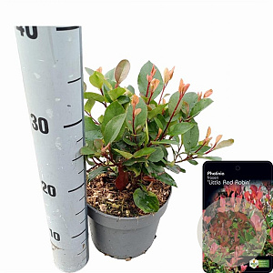 Photinia fraseri 'Little Red Robin' 20-30 cm 2,0L