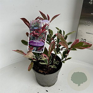 Photinia fraseri Pink Marble 20-30 cm 2,0L