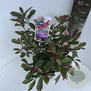 Photinia fraseri Pink Marble 40-50 cm 5,0L