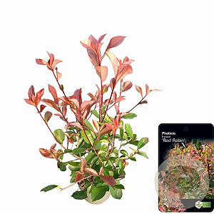 Photinia fraseri 'Red Robin' 60-80 cm 5,0L