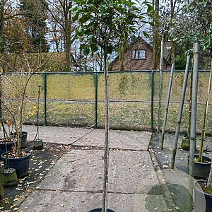 Photinia fraseri 'Red Robin' 150 cm stam 25L 8-10